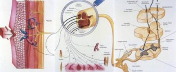 Manejo del dolor – Dr. Juan Carlos Galiotti Curso de Manejo del Dolor para Médicos Generalistas – Terapia del dolor Medico Especialista en Anestesiología Subjefe […]